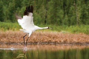 An elegant whooping crane swoops across the wetlands.