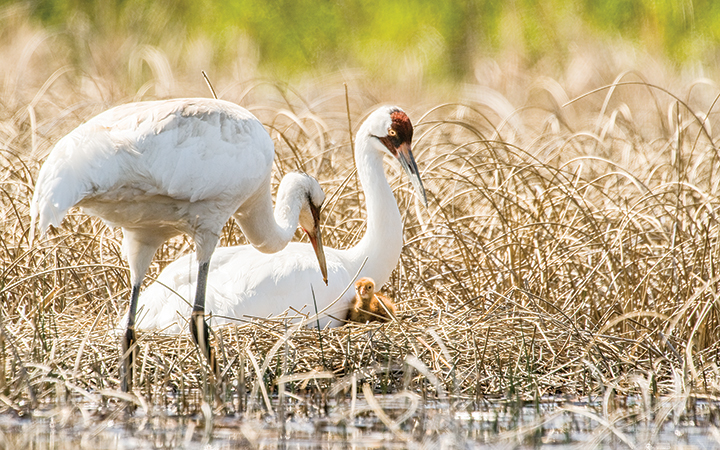 A record 82 whooping crane nests were counted in an annual survey around the Wood Buffalo National Park region.