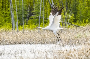 From now on, the Wood Buffalo whooping cranes will have extra room to stretch their wings while down in their wintering habitat thanks to the acquisition of new parks land. 