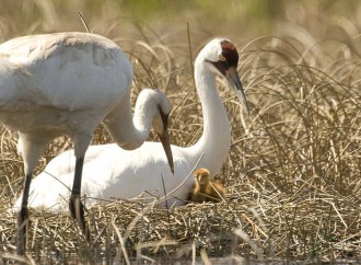Charges of ‘fowl’ play in whooping crane slayings