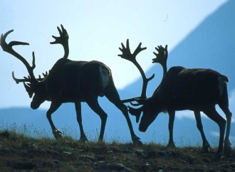 The Beverly Caribou Herd’s headlong rush to extinction