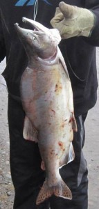A fisherman holds a pink salmon caught on Peel near Fort McPherson. (Photo courtesy of Karen Dunmall)