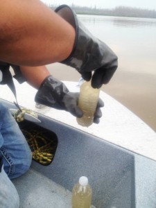 Athabasca Chipewyan First Nation members take water samples after finding a possible oil spill on the Athabasca River on the weekend.