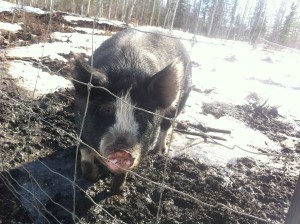 Greasy Bacon is one of two Berkshire sows owned by NFTI, currently housed at Milne’s farm near Hay River.