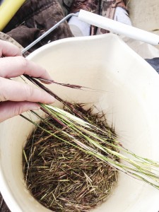 Humans are not the only ones who love wild rice. Experts say wildlife including moose are attracted to the lush plants.