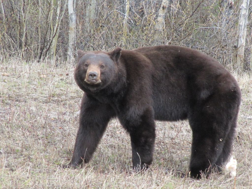 bear sightings at hidden lake close parking lot, trail