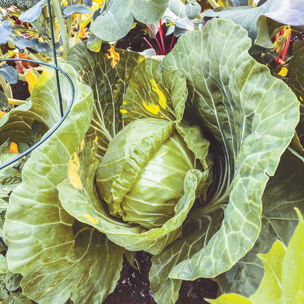 Yellowknifer Amy Lam grew beets, kohlrabi, cabbage and a horde of other nutritious vegetables this summer. She credits training she received at the Northern Farm Training Institute in Hay River.