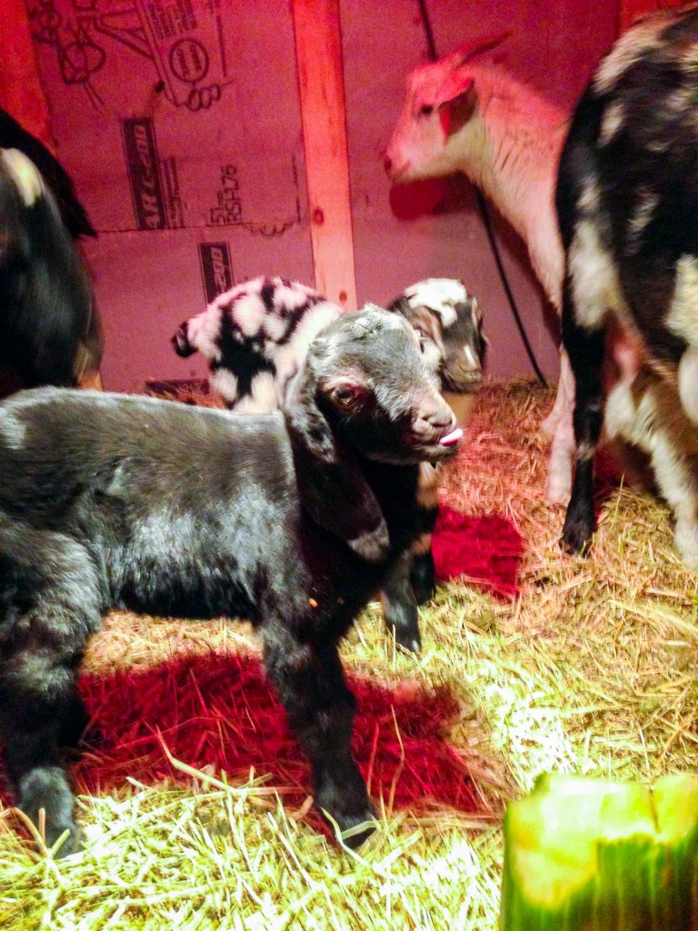A “sassy” Nubian goat, one of the dozen or so kids unexpectedly birthed at the Northern Farm Training Institute in Hay River over the Christmas holiday and in January.