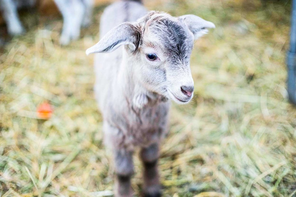 A total of 23 kids have now been born to nannies at the Northern Farm Training Institute. The births - every one of them - were a surprise, as the farm’s animal manager was unaware they were pregnant when he bought nine females in B.C.