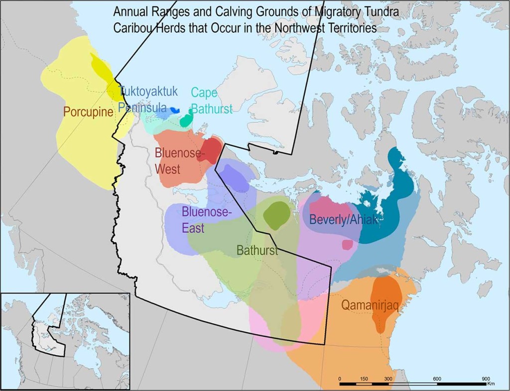 A recently published research paper shows the previously held theory that the Beverly Caribou Herd while still large and healthy moved north to join the Ahiak Herd, was actually incorrect. A broader look at evidence shows what really happened is the Beverly Herd was decimated after years with virtually no calving, until finally the few remaining animals joined the Ahiak Herd in order to survive. All the major Canadian migratory caribou herds have similarly suffered dramatic declines in the last two decades and they too are at risk. The exception is the Porcupine Herd that ranges between Yukon and Alaska, which appears to be healthy. There is no known cause, no “smoking gun” to explain the catastrophic drops in caribou herd numbers.